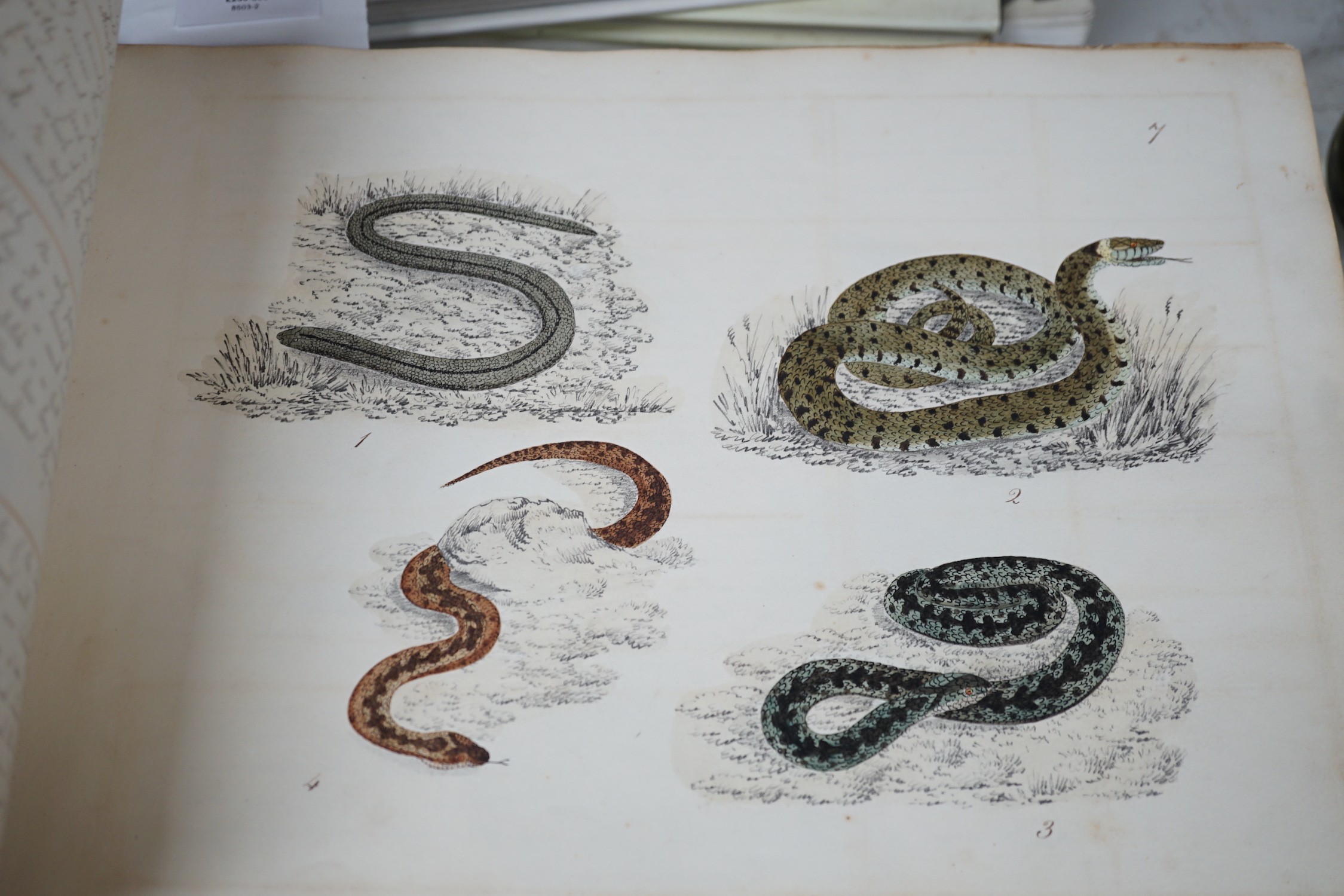 An early 19th century sketch book - wild birds and flowers, all indexed and described